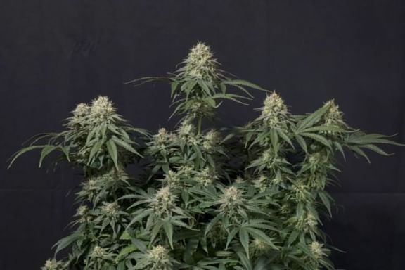 Tropicana Cookies Fast Feminised Seeds-FB-TROPCO-FAST-FEM