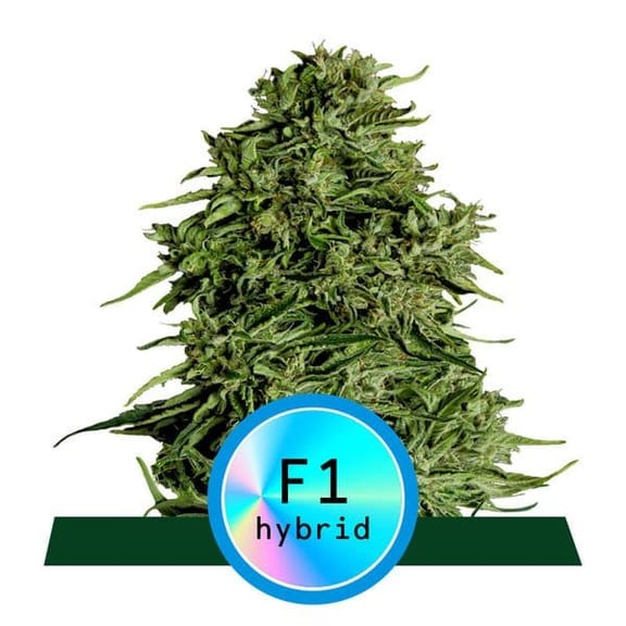 Cosmos F1 CBD Auto Feminised Seeds-RQS-COS-F1-CBD-AUTO-FEM