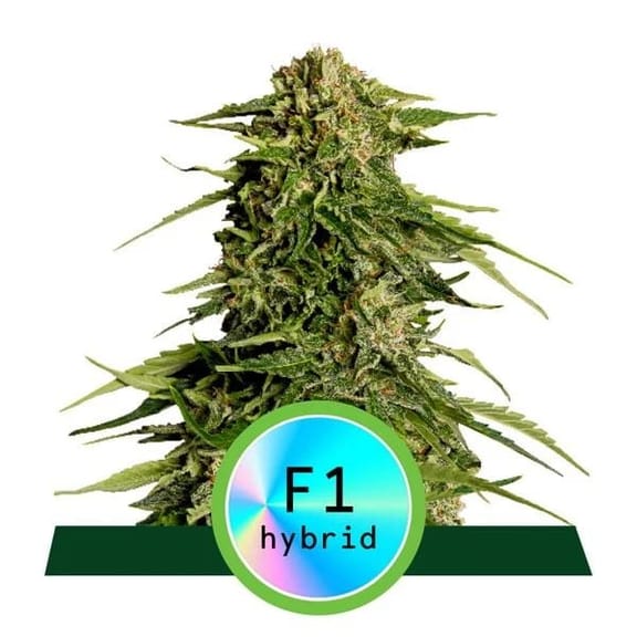 Epsilon F1 Auto Feminised Seeds-RQS-EPS-F1-AUTO-FEM