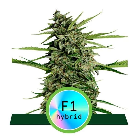 Orion F1 Auto Feminised Seeds-RQS-OR-F1-AUTO-FEM