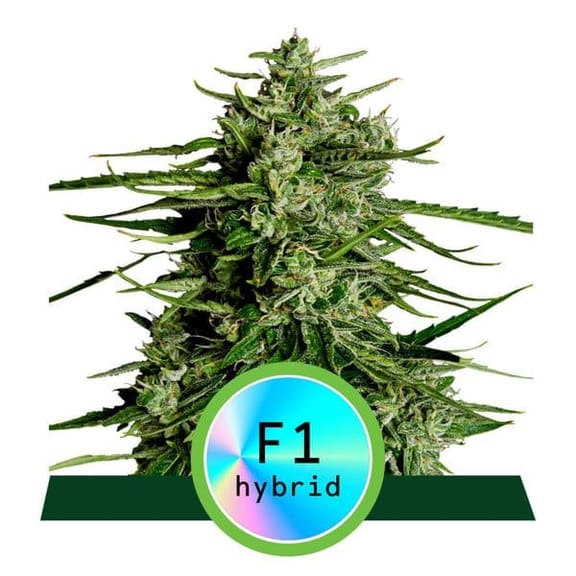 Titan F1 Auto Feminised Seeds-RQS-TIT-F1-AUTO-FEM