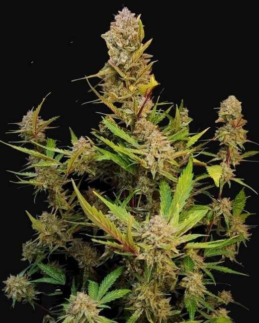 Apricot Auto Feminised Seeds-FB-APRI-AUTO-FEM