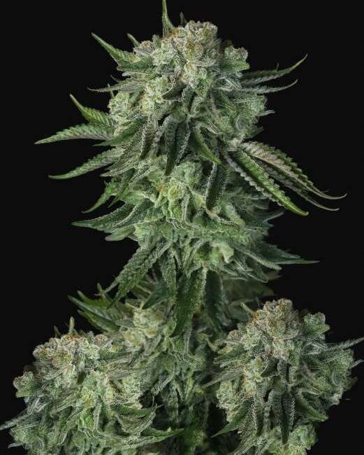 Original Moby Dick Auto Feminised Seeds-FB-OMD-AUTO-FEM