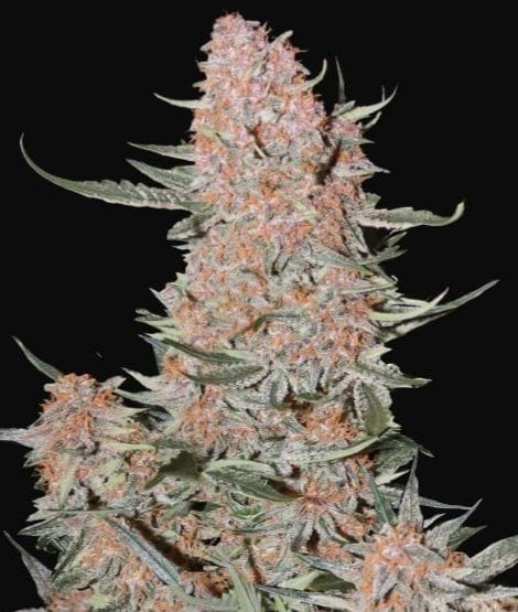 Ztrawberriez Auto Feminised Seeds-FB-ZTRAW-AUTO-FEM