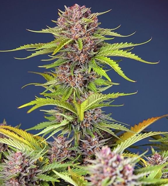 Mimosa Bruce Banner XL Auto Feminised Seeds-SS-MBBXL-AUTO-FEM