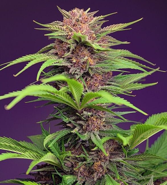 Red Mimosa XL Auto Feminised Seeds-SS-RMXL-AUTO-FEM
