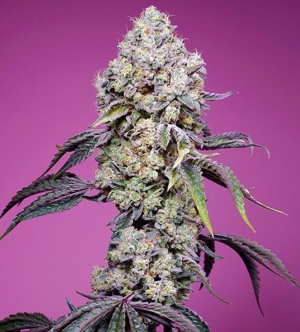 Sweet Mandarine Zkittlez F1 Fast Feminised Seeds-SS-SMZ-FAST-FEM