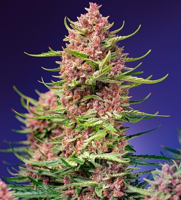 Strawberry Cola Sherbet F1 Fast Feminised Seeds-SS-SCS-FAST-FEM