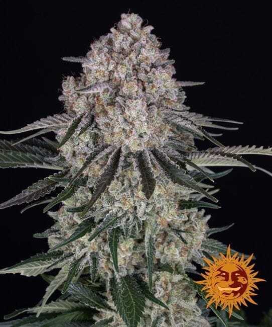 Sour Diesel Auto Feminised Seeds-BFS-SD-AUTO-FEM