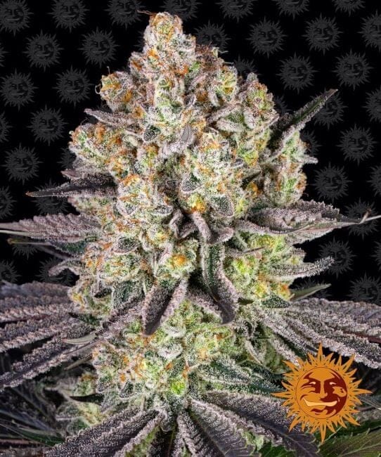 Runtz Feminised Seeds-BFS-RUN-FEM