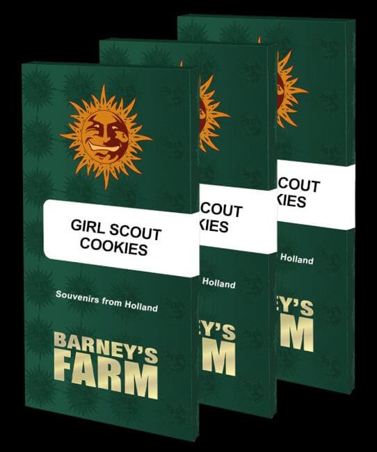 Girl Scout Cookies Feminised Seeds-BFS-GSC-FEM