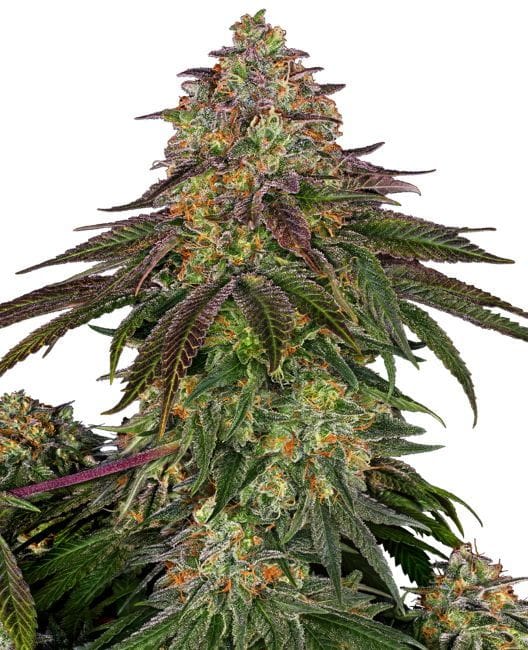 Sweet Cherry Kush Feminised Seeds-SEN-SWCK-FEM