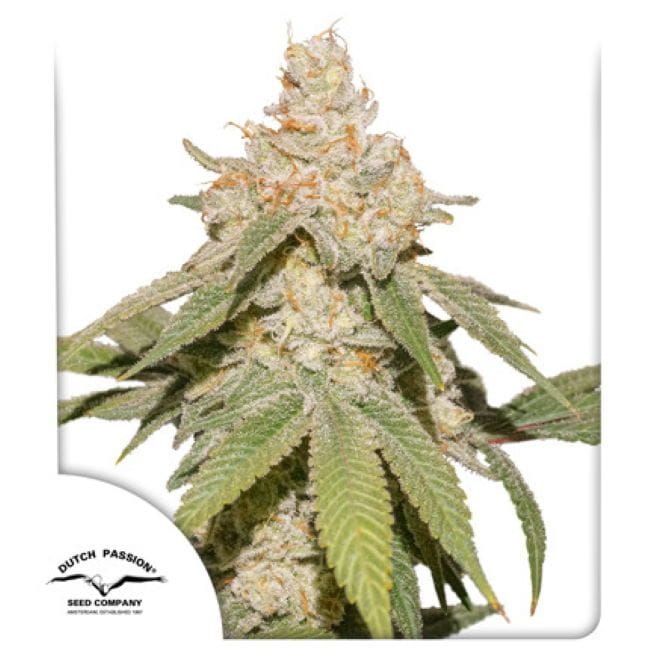SFV OG Auto Feminized Seeds-DP-SFV-AUTO-FEM