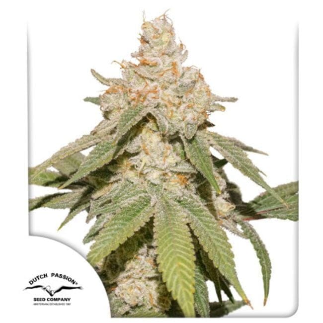 SFV OG Auto Feminizada Semillas-DP-SFV-AUTO-FEM
