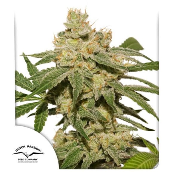 Oh My Gusher Auto Feminised Seeds-DP-OMG-AUTO-FEM