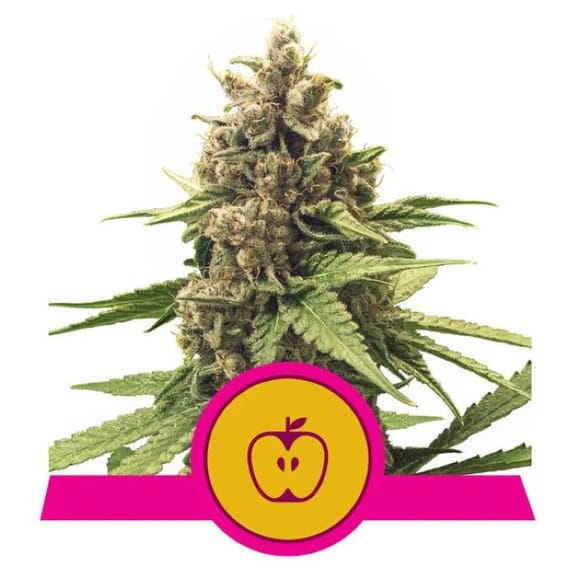 Apple Fritter Feminised Seeds-RQS-AFRIT-FEM