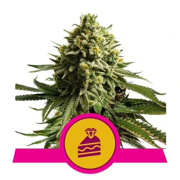 Wedding Cake Feminised Seeds-RQS-WCAKE-FEM