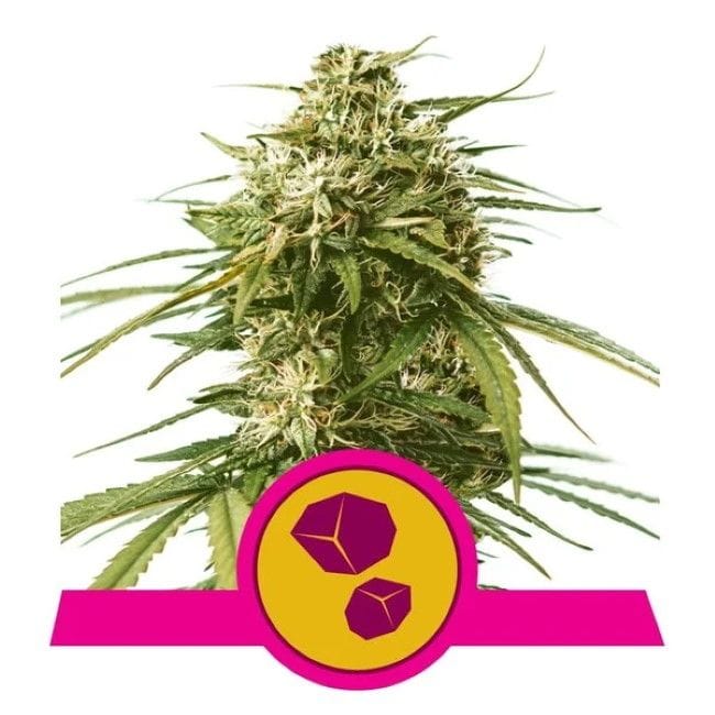 Gushers Feminised Seeds-RQS-GUSH-FEM