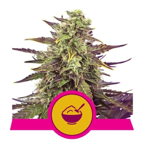 Cereal Milk Feminised Seeds-RQS-CMILK-FEM