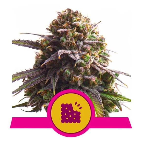 Biscotti Feminised Seeds-RQS-BISC-FEM