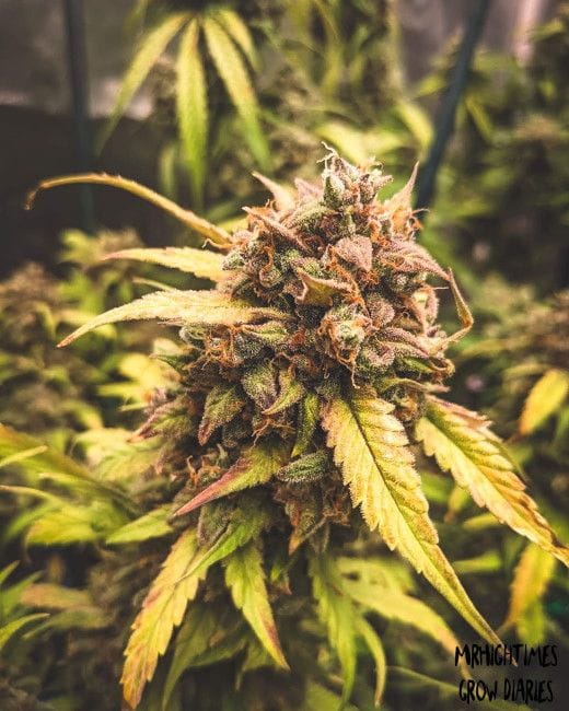 Bear Assed Monkey Auto Feminised Seeds-MEPH-BAM-AUTO-FEM