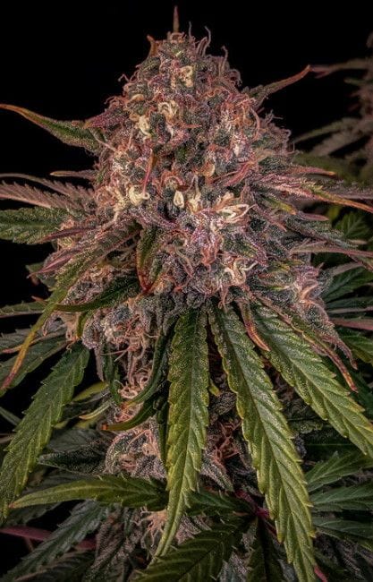 Sour Crinkle Auto Feminised Seeds-MEPH-SCRINK-AUTO-FEM