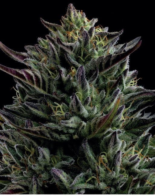California Octane Feminised Seeds-HUMB-COC-F
