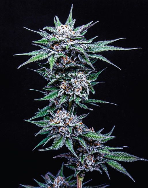 Blueberry Pancakes Feminised Seeds-HUMB-BPA-F
