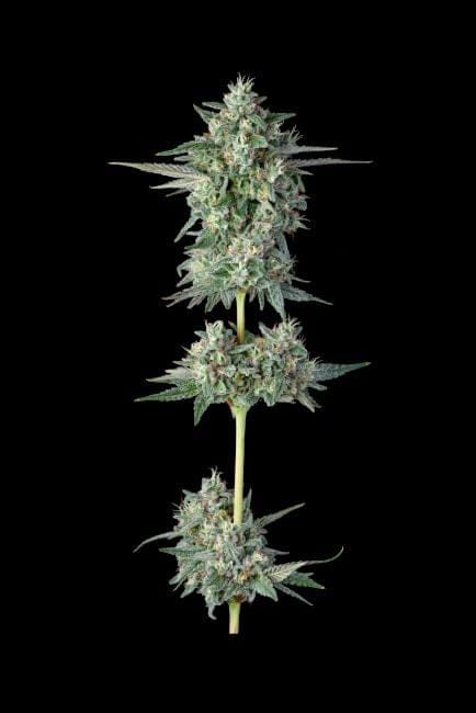 Wingsuit Feminized Seeds-COM-WING-FEM