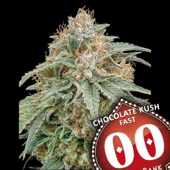Chocolate Kush Fast Feminised Seeds-00S-CHK-FAST-FEM
