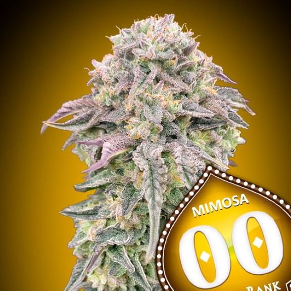 Mimosa Feminised Seeds-00S-MIM-FEM