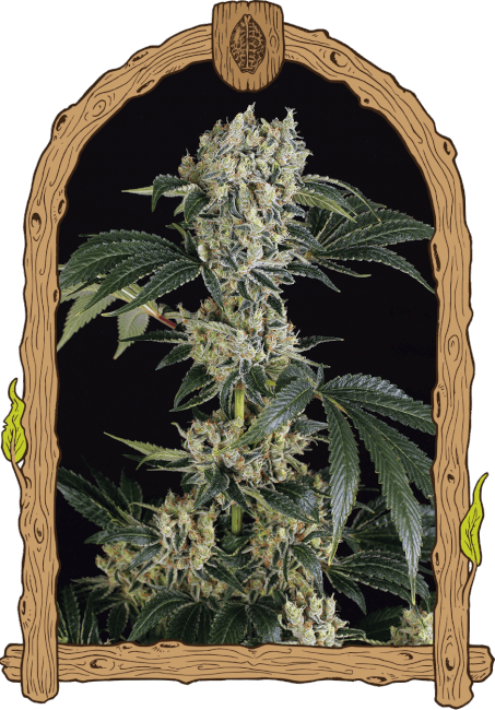 Sugar Larry Feminised Seeds-EXO-SUGLY-FEM