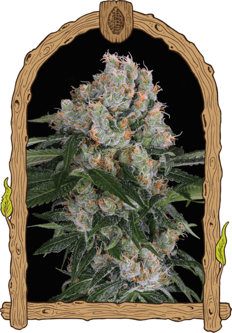 Artic Flurry Feminised Seeds-EXO-ARTFL-FEM