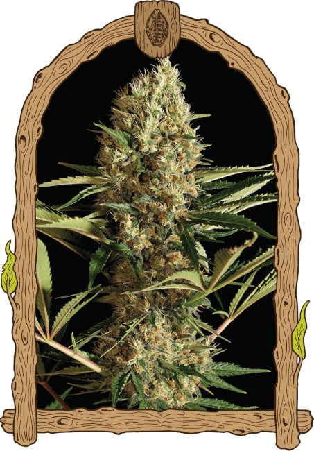 Strawberry Cube Auto Feminised Seeds-EXO-STRAWCUB-AUTO-FEM