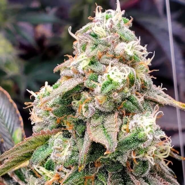 Gushers Fast Feminised Seeds-HDS-GUSH-FAST-FEM