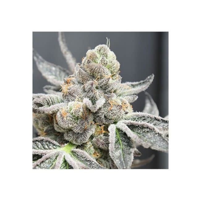 Radical Juice Auto Feminised Seeds-RIPP-RJ-AUTO-FEM