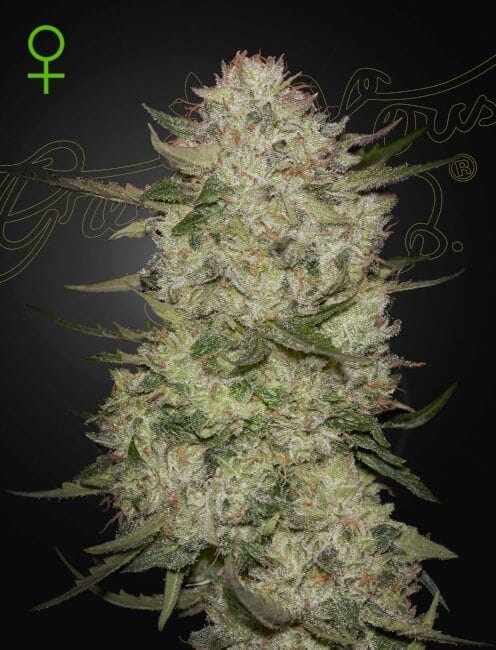 Highcloudz Auto Feminised Seeds-GH-HCLDZ-AUTO-FEM