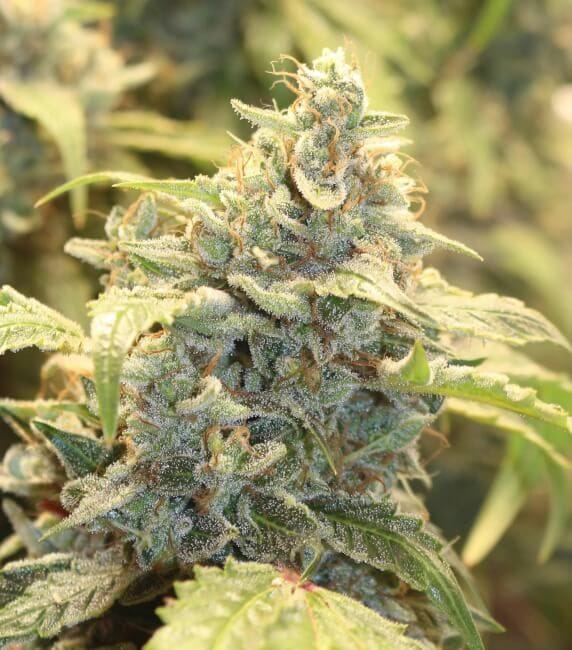 Creme-Tasmo Auto Feminized Seeds-MEPH-CRTAS-AUTO-FEM