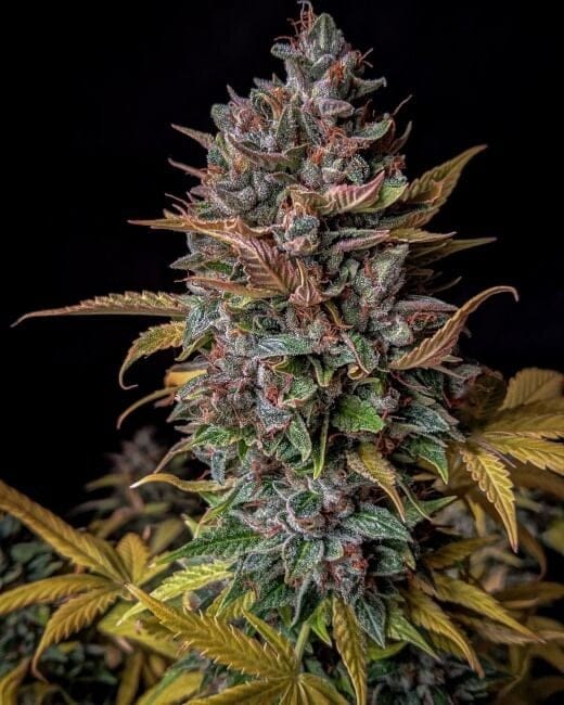 Orange Biscuits Auto Feminizované Semena-MEPH-ORBIS-AUTO-FEM