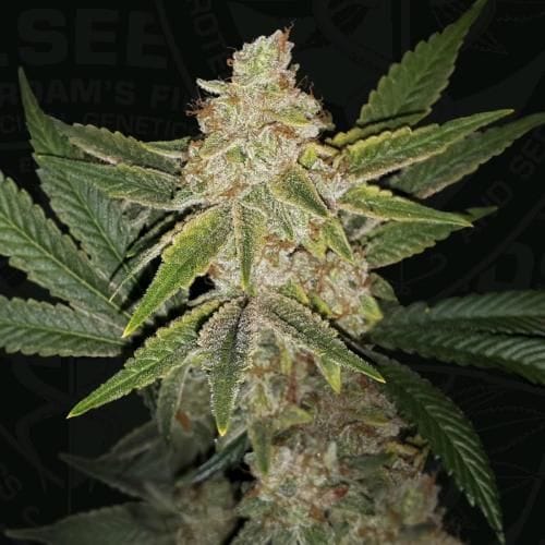 Hazanana Feminised Seeds-THS-HAZN-FEM
