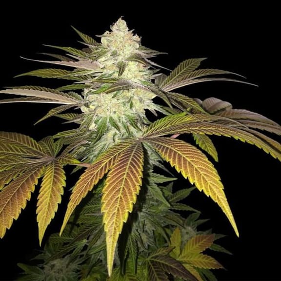 Orangesicle Feminised Seeds-THS-ORSIC-FEM