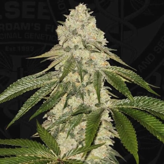 Pisthash Feminised Seeds-THS-PIS-FEM