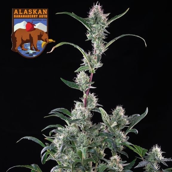 Alaskan Bananaberry Auto Feminised Seeds-SMAN-ALBA-AUTO-FEM