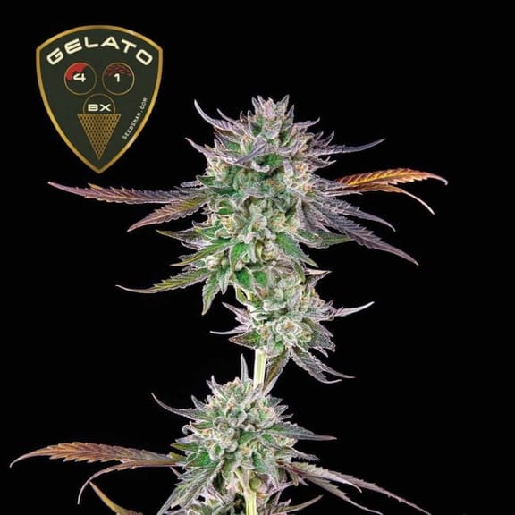 Gelato 41 BX Feminised Seeds-SMAN-GE41BX-FEM