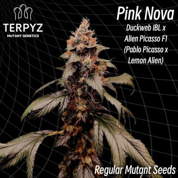 Pink Nova Regular Seeds-TERP-PNOVA-REG