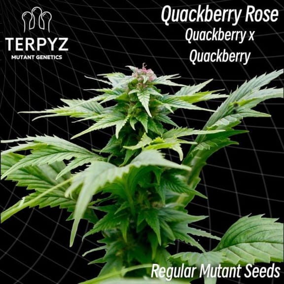Quackberry Rose Regular Seeds-TERP-QBERRY-REG