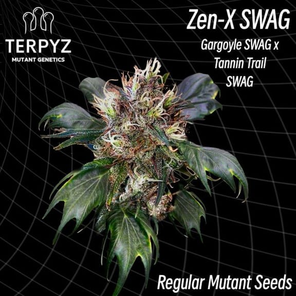 Zen-X Swag Regular Seeds-TERP-ZXSWAG-REG