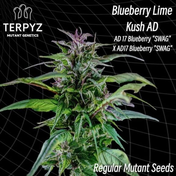 Blueberry Lime Kush AD Regular Seeds-TERP-BBLKAD-REG