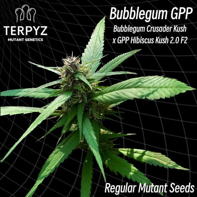 Bubblegum GPP Regular Seeds-TERP-BUBBLEGPP-REG