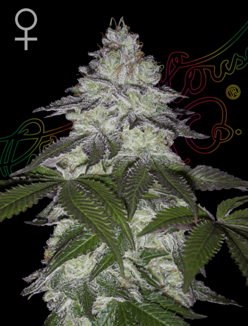 Milky Dreams Feminised Seeds-GH-MLKD-FEM